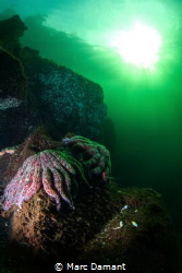 After the die off of Starfish we have seen on the west co... by Marc Damant 